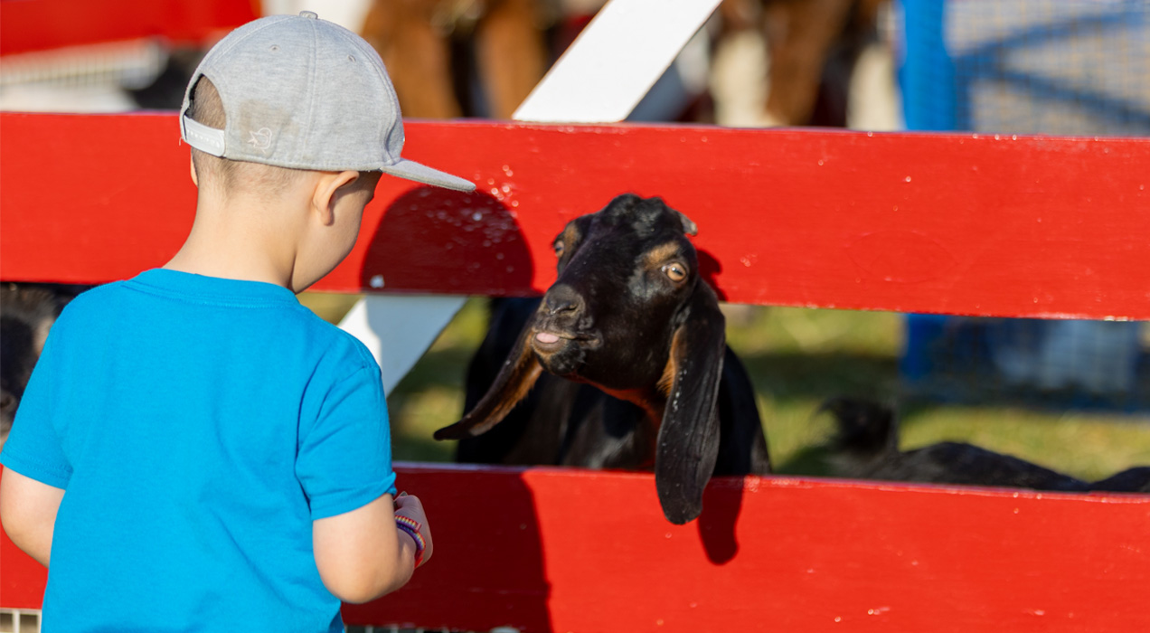 Child interacting with goat in the petting zoo.
